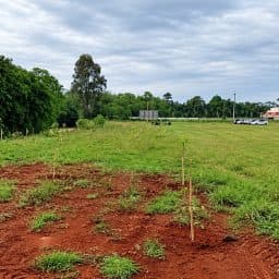 Motogrupo e Sicoob unem forças para plantar 500 árvores às margens do Pulador