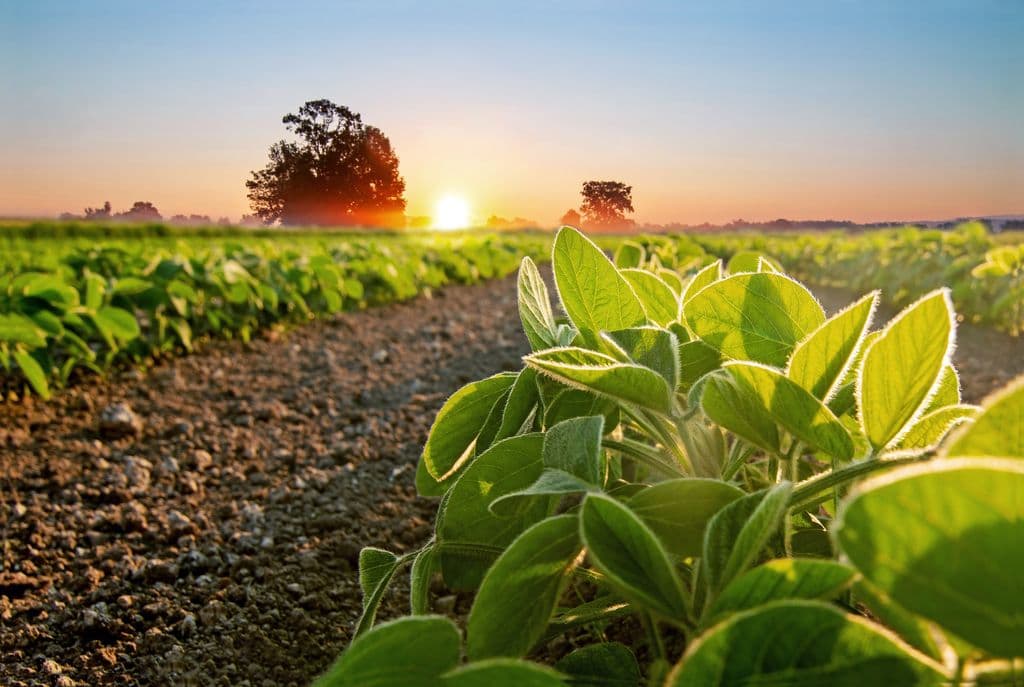 Plantio da Soja inicia no RS com apreensão sobre efeitos climáticos para safra 2023
