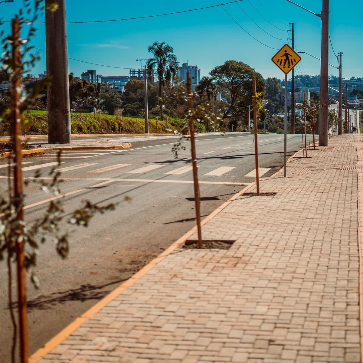 260 mudas de árvores foram plantadas na Avenida Júlio Rosa