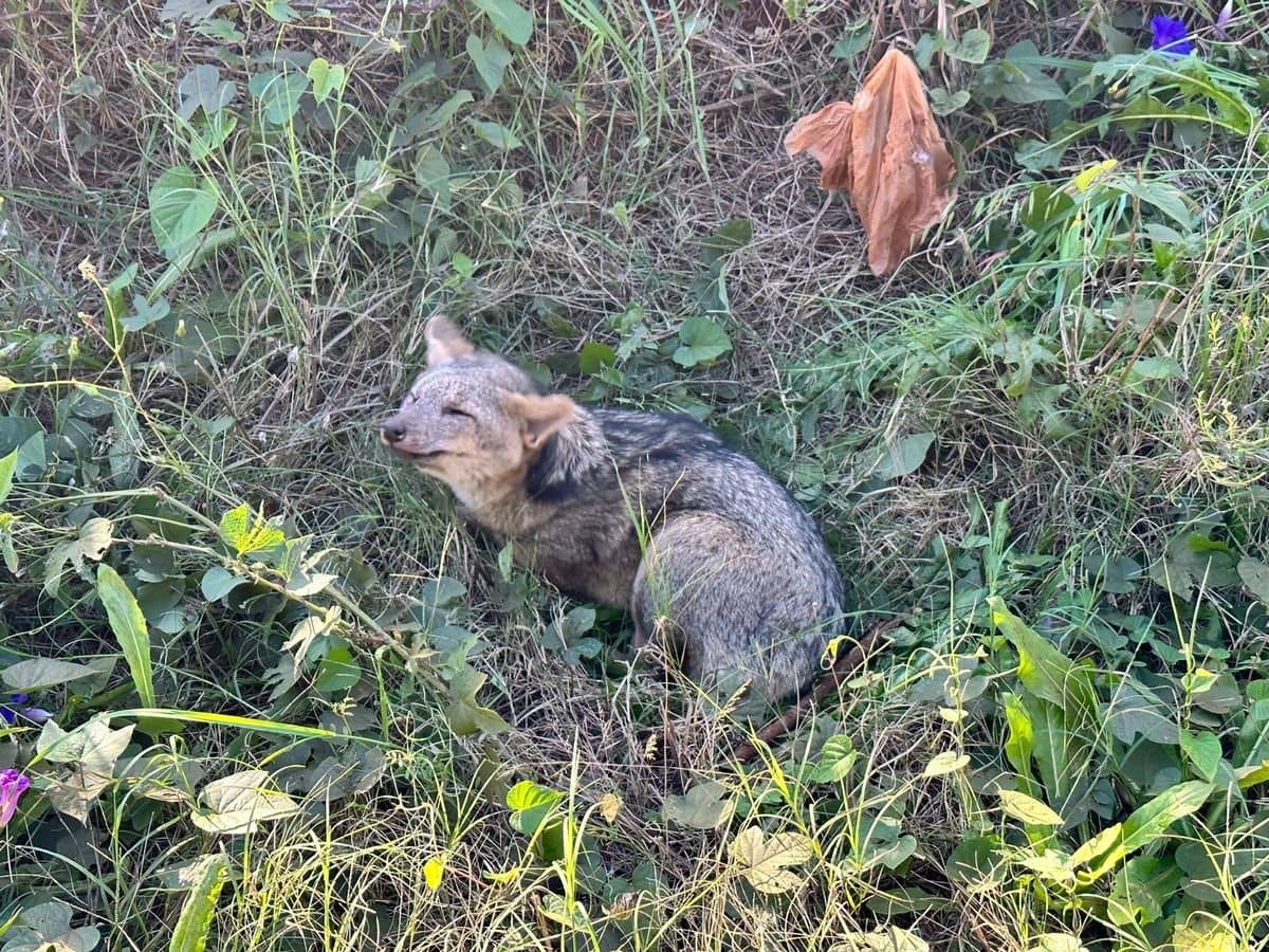 Animal silvestre ferido é encontrado em bairro de Ibirubá e recebe atendimento dos bombeiros