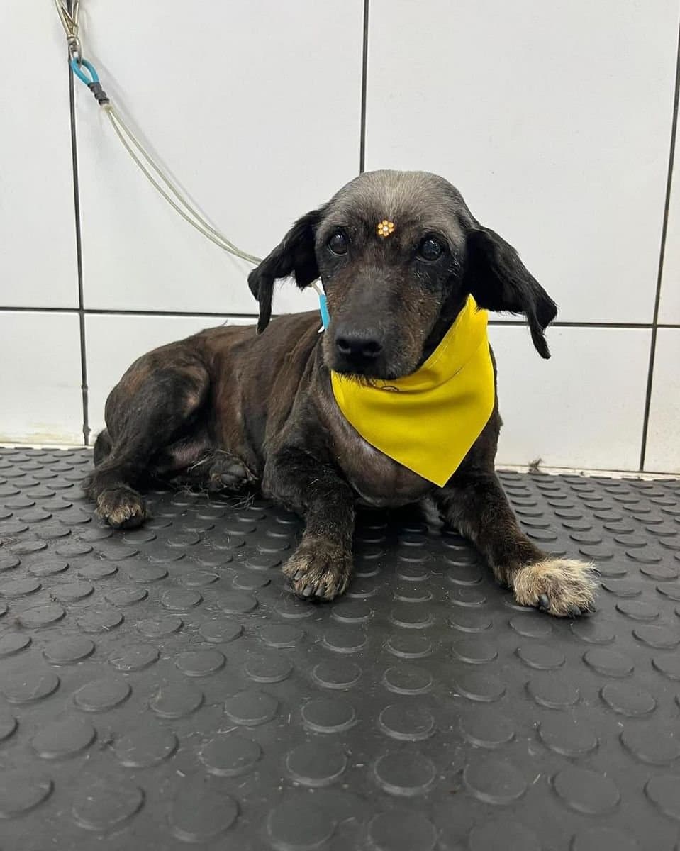 Apadrinhe um Cão: Ong de Ibirubá precisa da sua ajuda