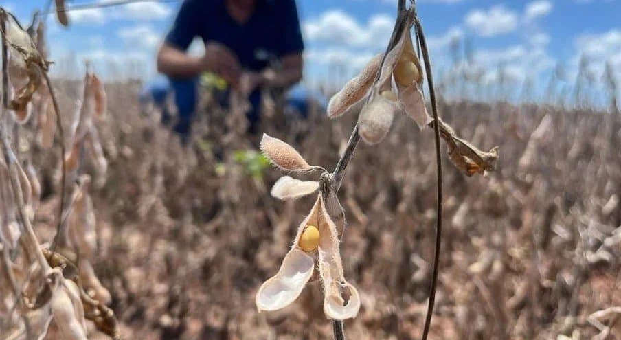 Desafios e esperanças: Uma visão da safra de soja 2023/2024 no Rio Grande do Sul