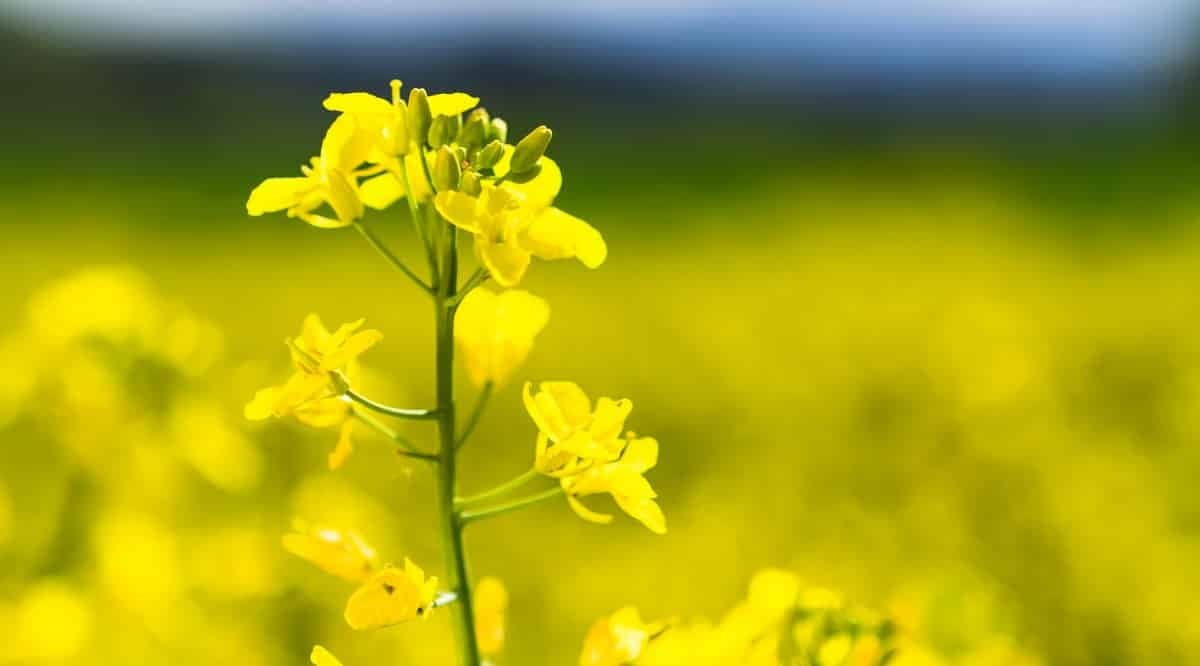 Canola: uma oportunidade para as safras de inverno