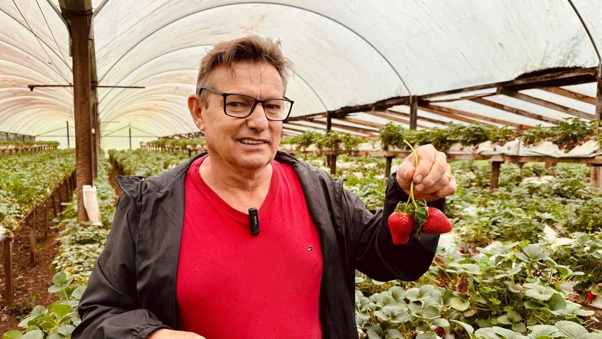 Morangos do Marco Grande: iniciativa de diversificar a renda da propriedade rural de Paulo Konrad deu certo