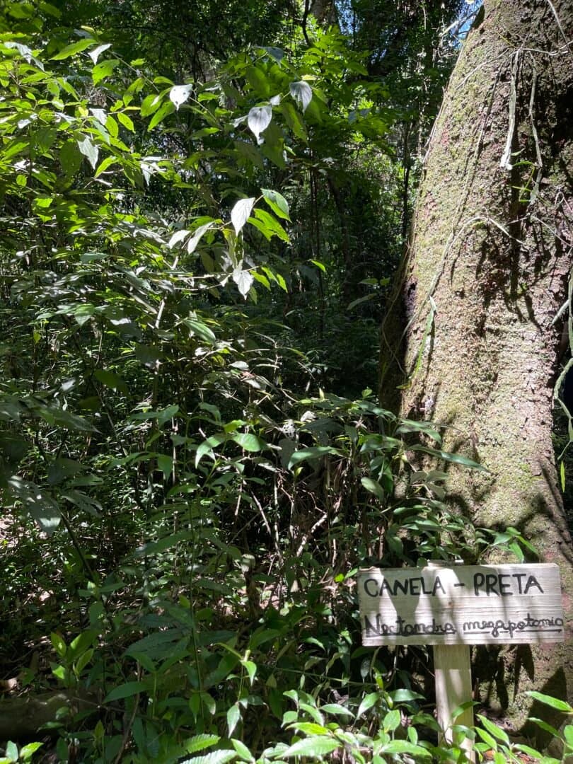 Projeto Trilha Ecológica do IFRS de Ibirubá ensina importância da preservação ambiental