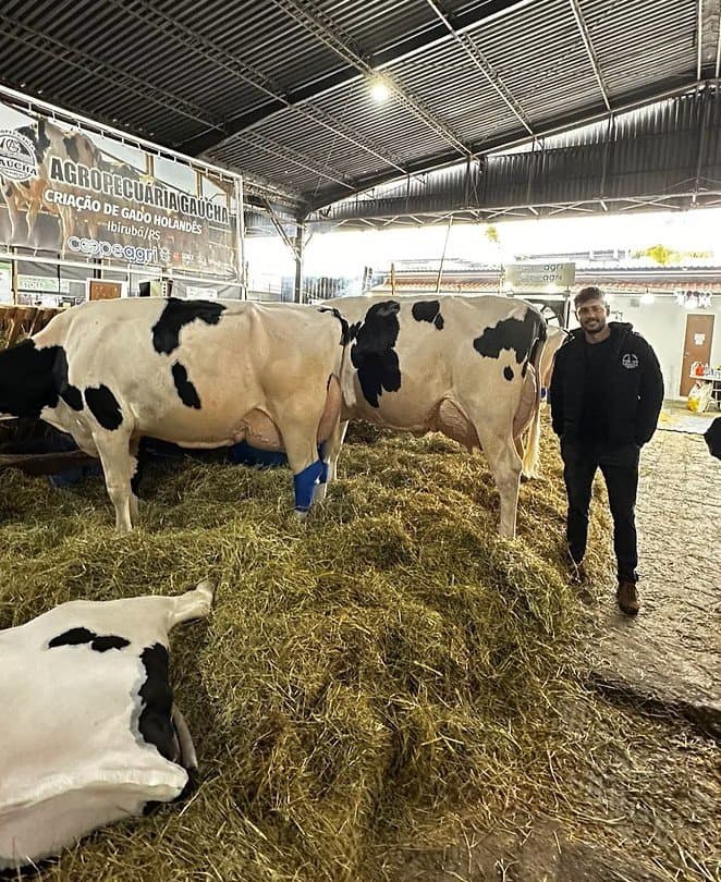 Associado da Coopeagri é destaque na Expointer 2025 com gado leiteiro da raça holandês