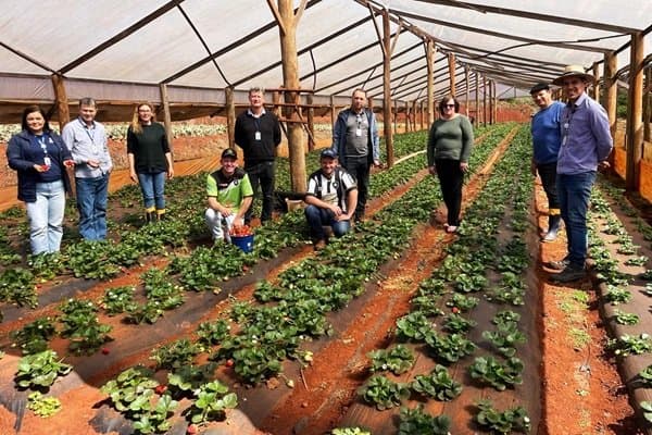 Dia de Campo abordará segurança e soberania alimentar em Ibirubá