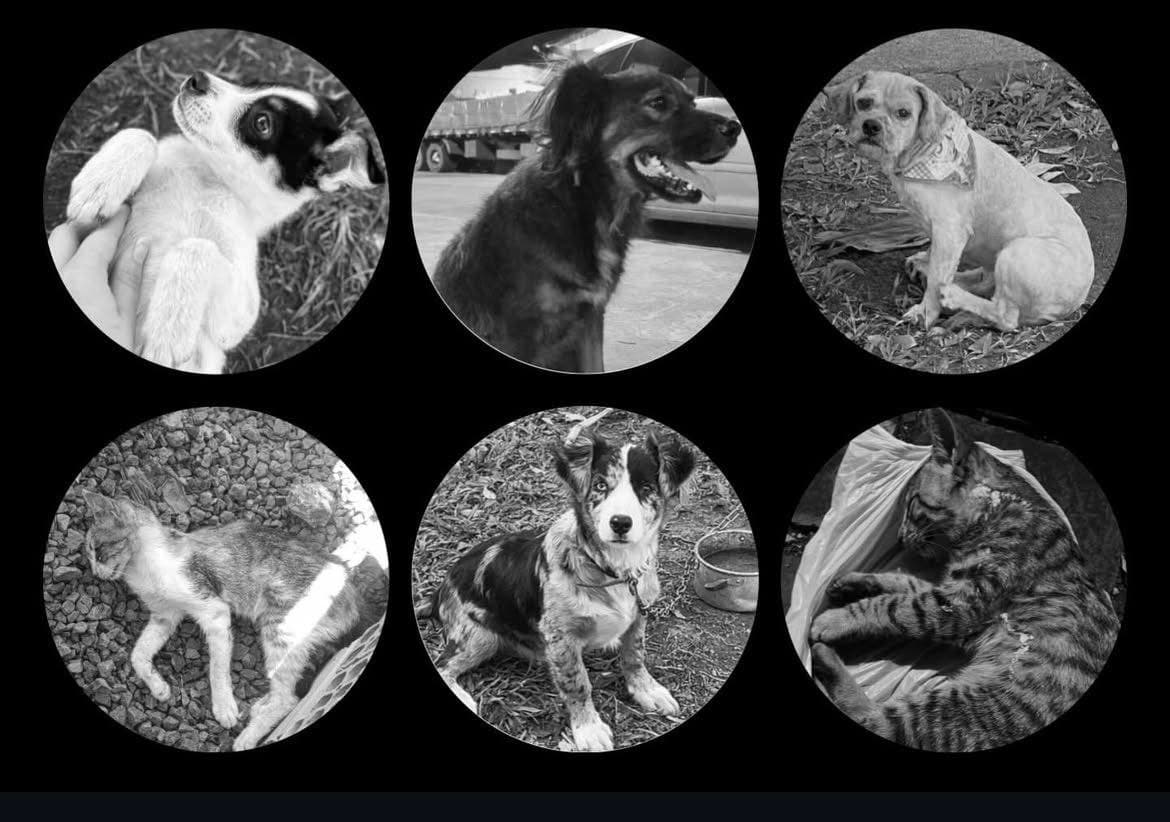 Sequência de mortes de cães e gatos em Selbach levanta suspeita de envenenamento